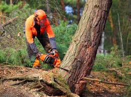 Reliable Hewlett, NY  Tree Services Solutions