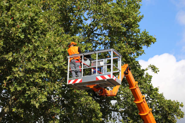 Why Choose Our Tree Removal Services in Hewlett, NY?