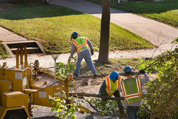 Best Weed Control Services  in Hewlett, NY