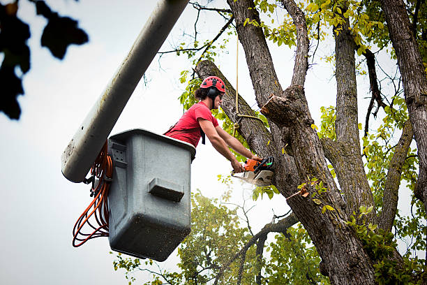 Best Emergency Tree Removal  in Hewlett, NY